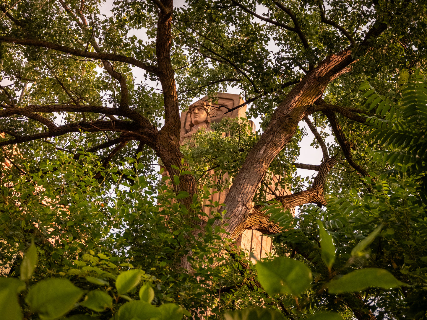 Through the Trees in Cleveland, Ohio